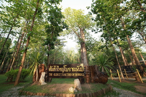 อุทยานแห่งชาติต้นสักใหญ่
